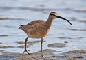 Numenius phaeopus